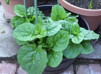Ceylon Spinach Silver (Tabernaemontana corymbosa)
