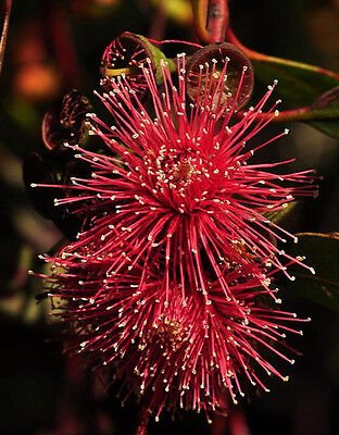 Hot Threads Eucalyptus (Eucalyptus erythronema) - Ladybird Nursery