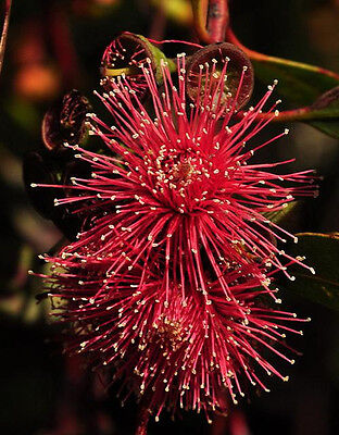 Hot Threads Eucalyptus (Eucalyptus erythronema)