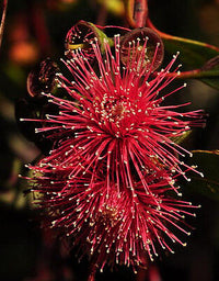 Hot Threads Eucalyptus (Eucalyptus erythronema)