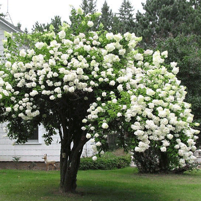 Japanese Snowball tomentosum (Viburnum plicatum)