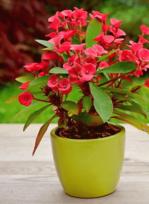 Vulcanus Red Crown of Thorns (Euphorbia milii)