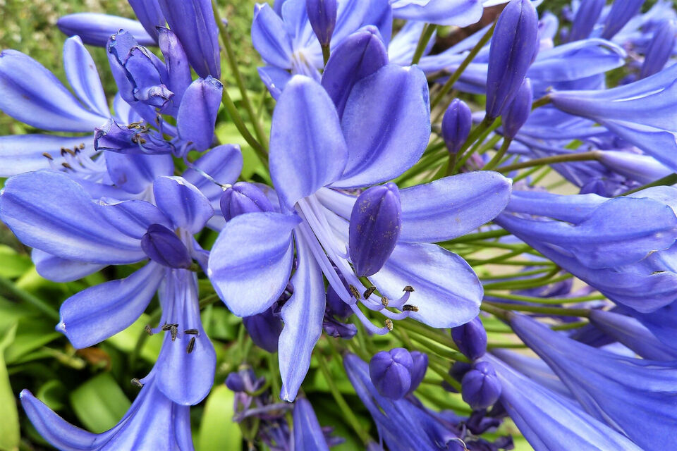 Agapanthus Baby Blue
