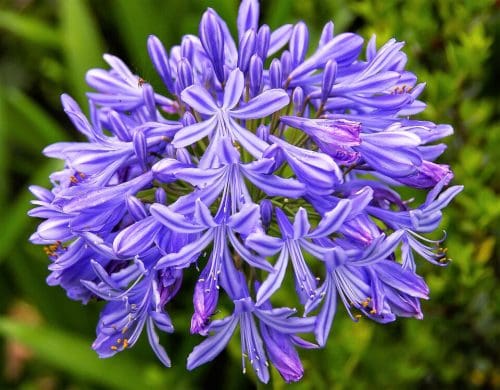 Agapanthus Blitzza™ Tissue culture
