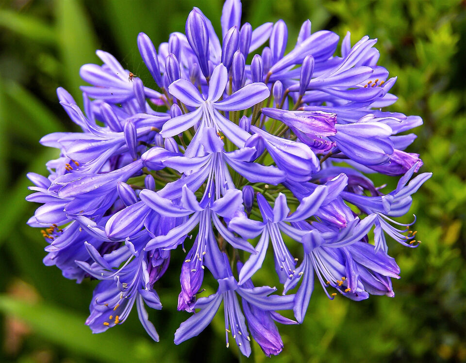 Agapanthus Baby Blue