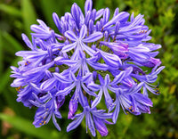 Agapanthus Baby Blue