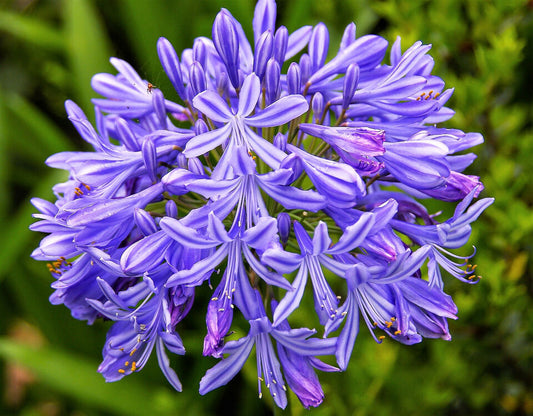 Agapanthus Baby Blue