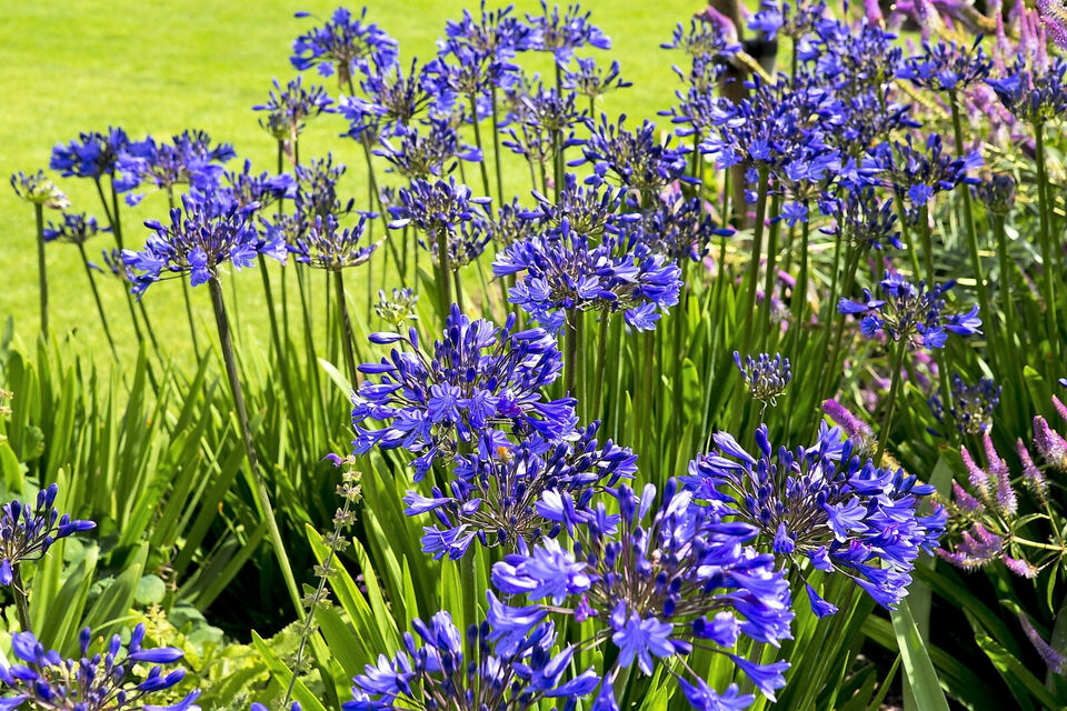 Agapanthus Baby Blue