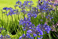 Agapanthus Baby Blue