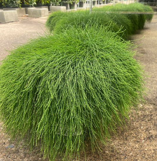 Cousin It (Casuarina glauca)