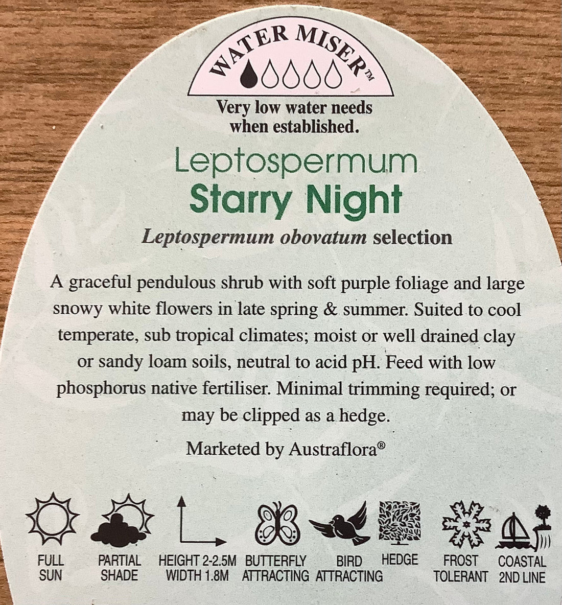 Leptospermum Starry Night (Leptospermum obovatum) - Ladybird Nursery