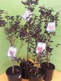 Crepe Myrtle Diamonds in the Dark Pure White (Lagerstroemia)