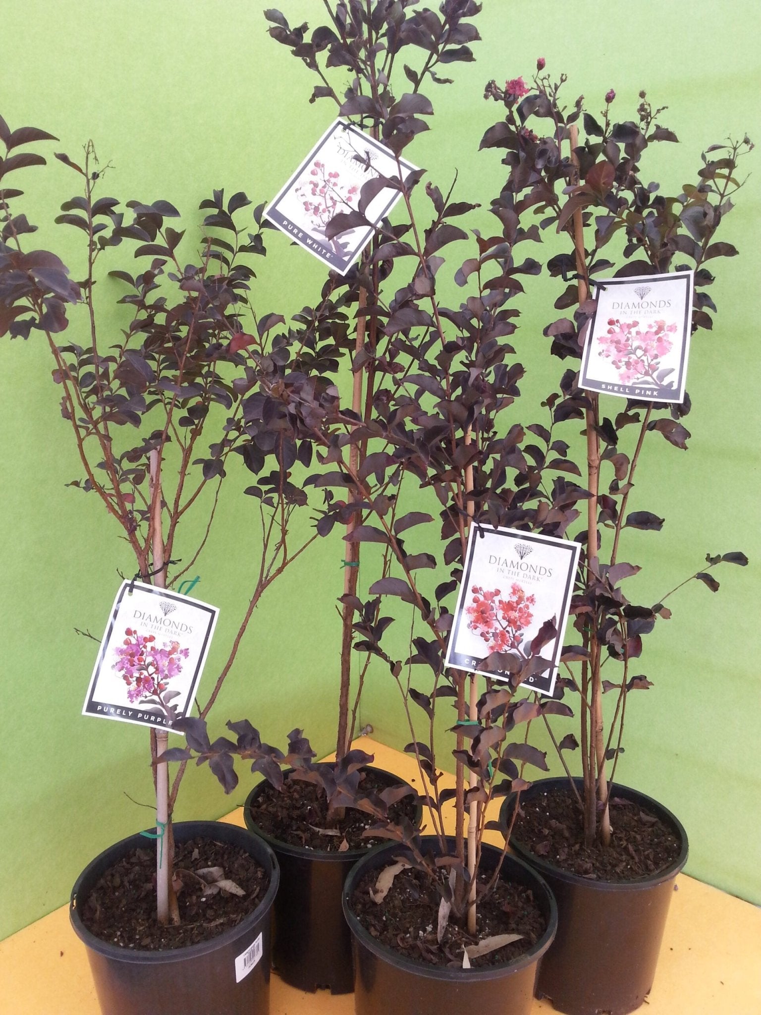 Crepe Myrtle Diamonds in the Dark Pure White (Lagerstroemia) - Ladybird Nursery