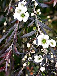 Leptospermum Starry Night (Leptospermum obovatum) - Ladybird Nursery