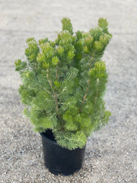 Woolly Bush Silver Sensation (Adenanthos sericea)