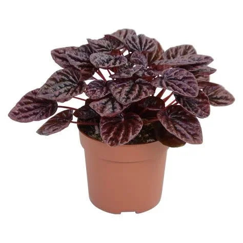 Peperomia Red (Peperomia schumi)