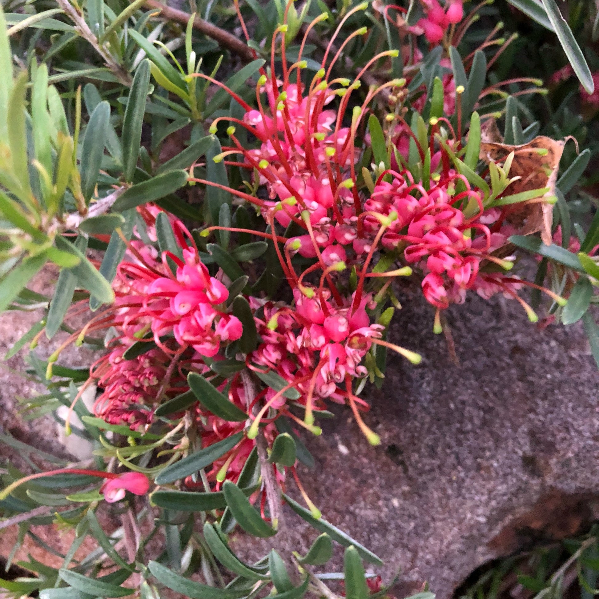 Grevillea 'Gin Gin Gem'