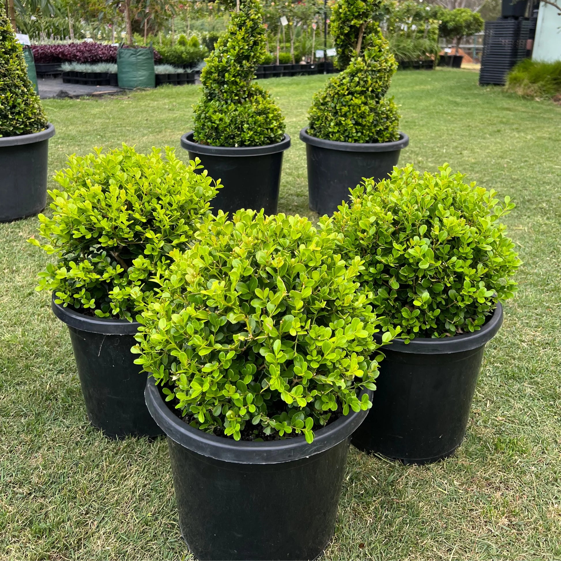 Buxus Balls in 300mm pots