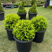 Buxus Balls in 300mm pots - Ladybird Nursery