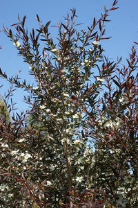 Leptospermum Starry Night (Leptospermum obovatum) - Ladybird Nursery