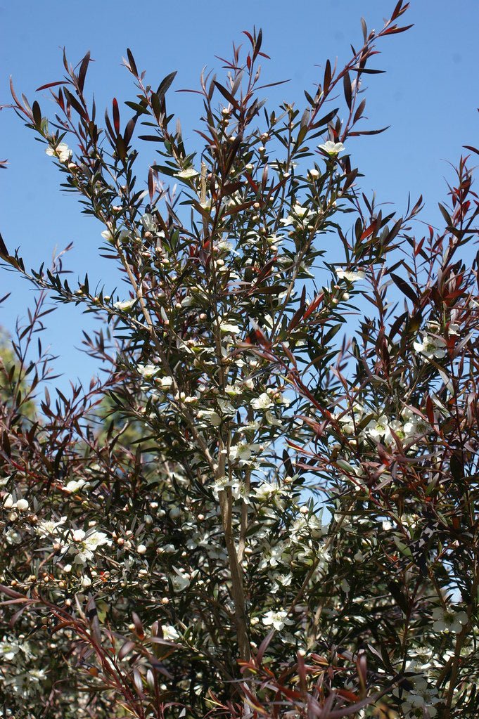 Leptospermum Starry Night (Leptospermum obovatum) - Ladybird Nursery