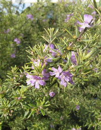 Coastal Rosemary Lilac and Lace (Westringia brevifolia)