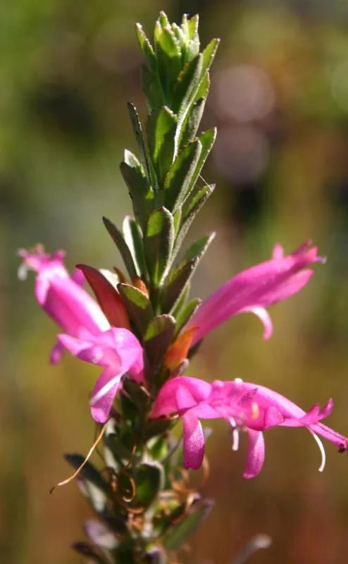 Spiked Emu Bush (Eremophila calorhabdos) - Ladybird Nursery