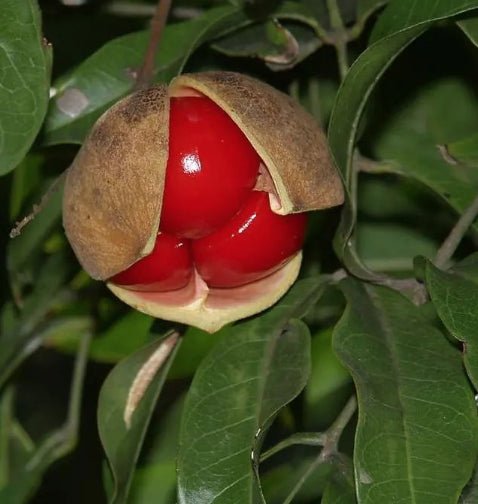 Small - leaved Tamarind (Diploglottis campbellii) - Ladybird Nursery