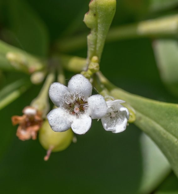Boobialla (Myoporum boninense) - Ladybird Nursery