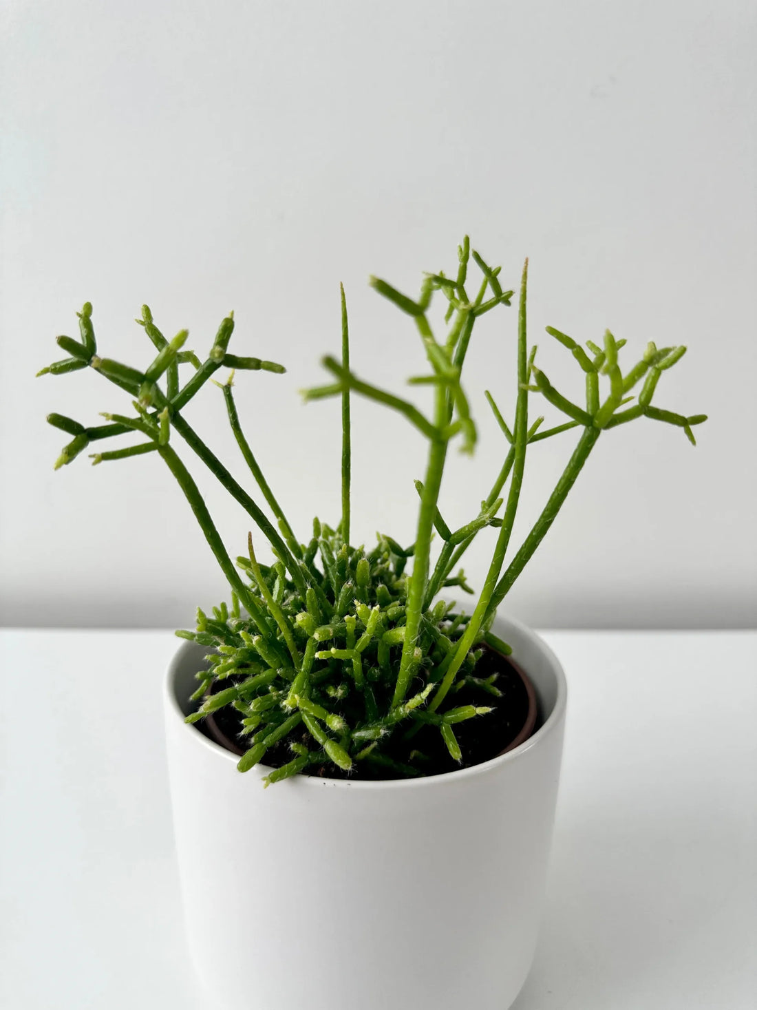 Rhipsalis spp. Assorted - Ladybird Nursery