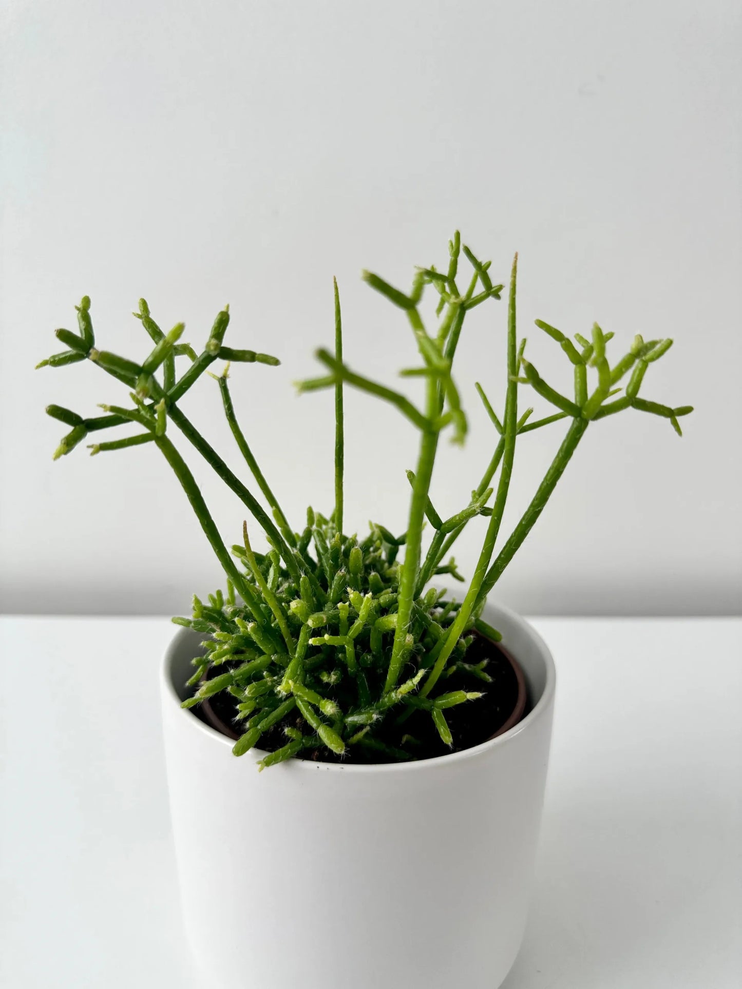 Rhipsalis spp. Assorted