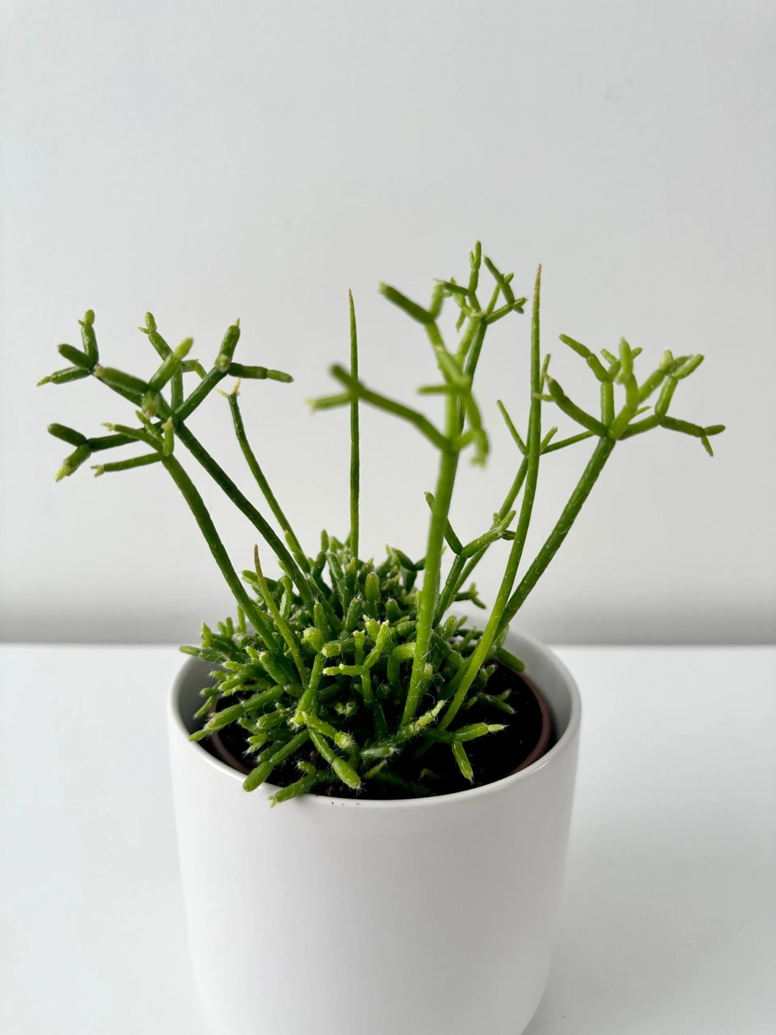 Rhipsalis spp. Assorted - Ladybird Nursery