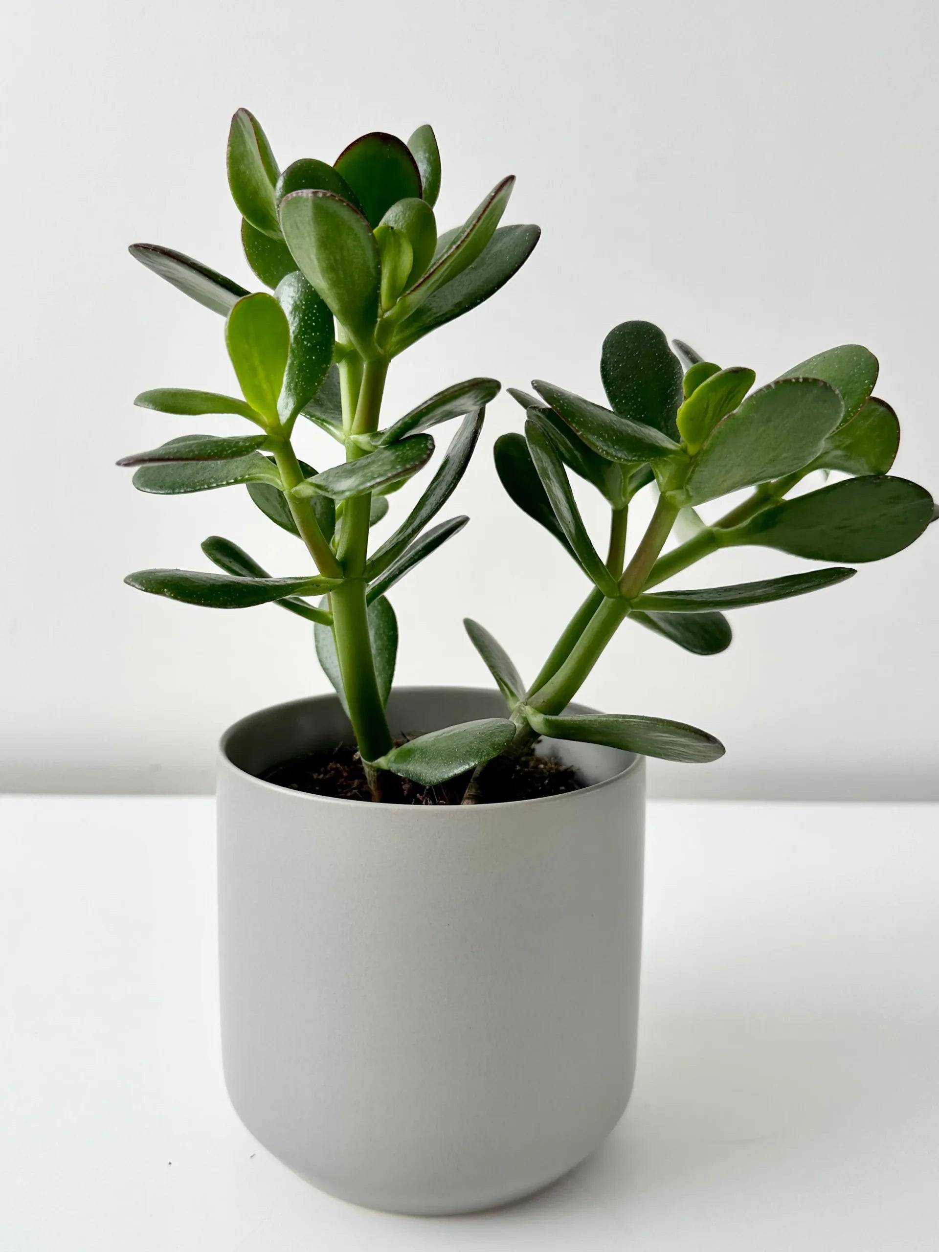 Assorted (Crassula spp.) - Ladybird Nursery