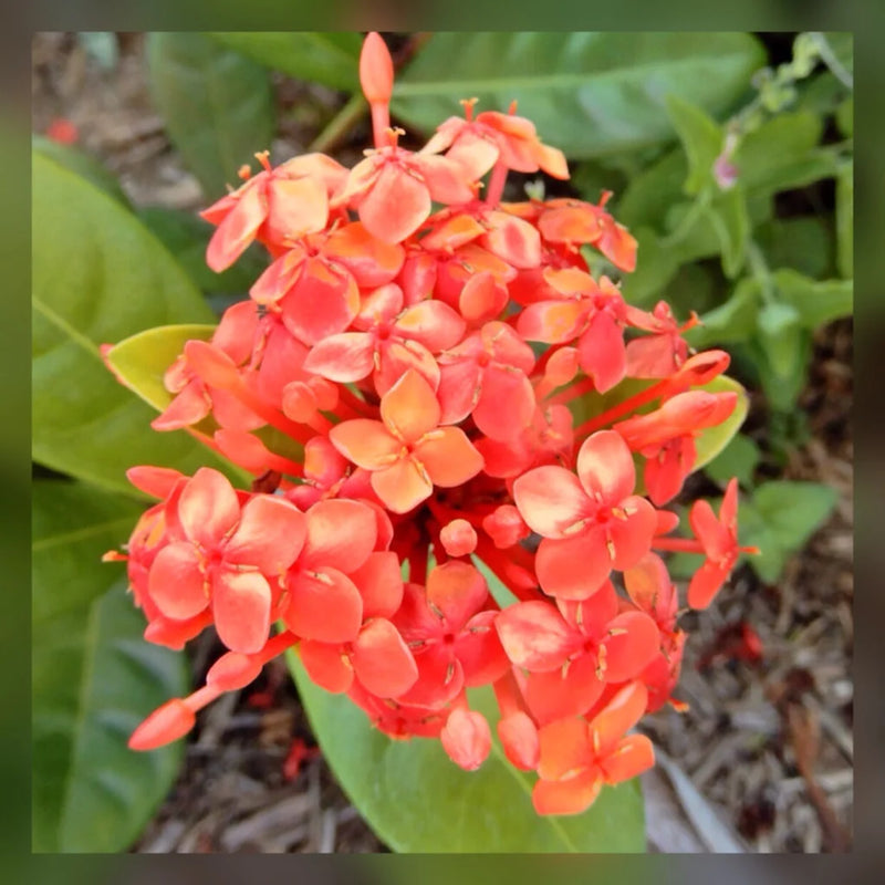 Ixora Twilight Glow