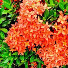 Ixora Tropic Blush - Ladybird Nursery
