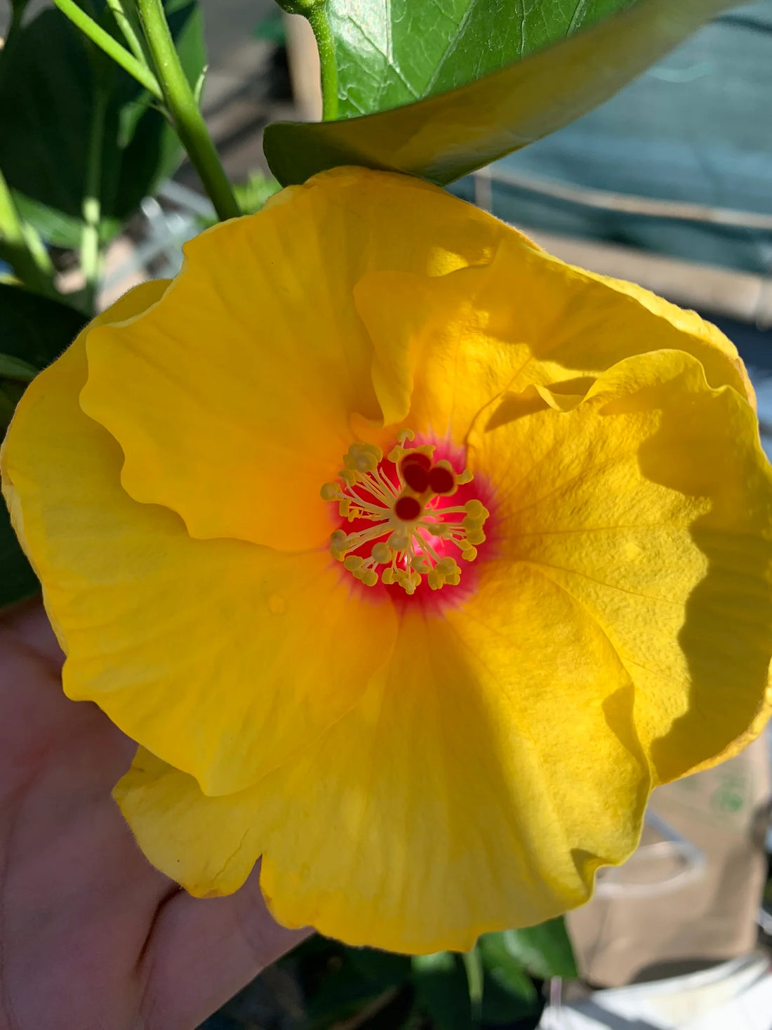 Hibiscus Rio Clara Sunshine Yellow - Ladybird Nursery