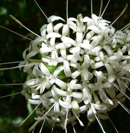 Small - leaved Pavetta (Pavetta australiensis) - Ladybird Nursery
