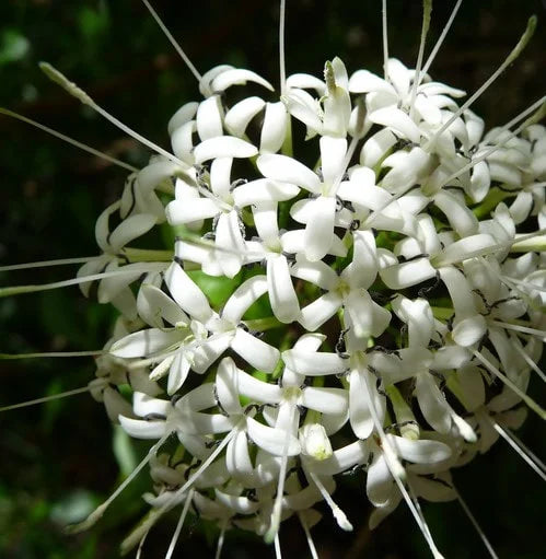 Small-leaved Pavetta (Pavetta australiensis)