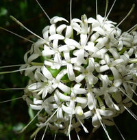 Small - leaved Pavetta (Pavetta australiensis) - Ladybird Nursery