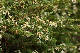 Tozer's Babingtonia (Babingtonia tozerensis) - Ladybird Nursery