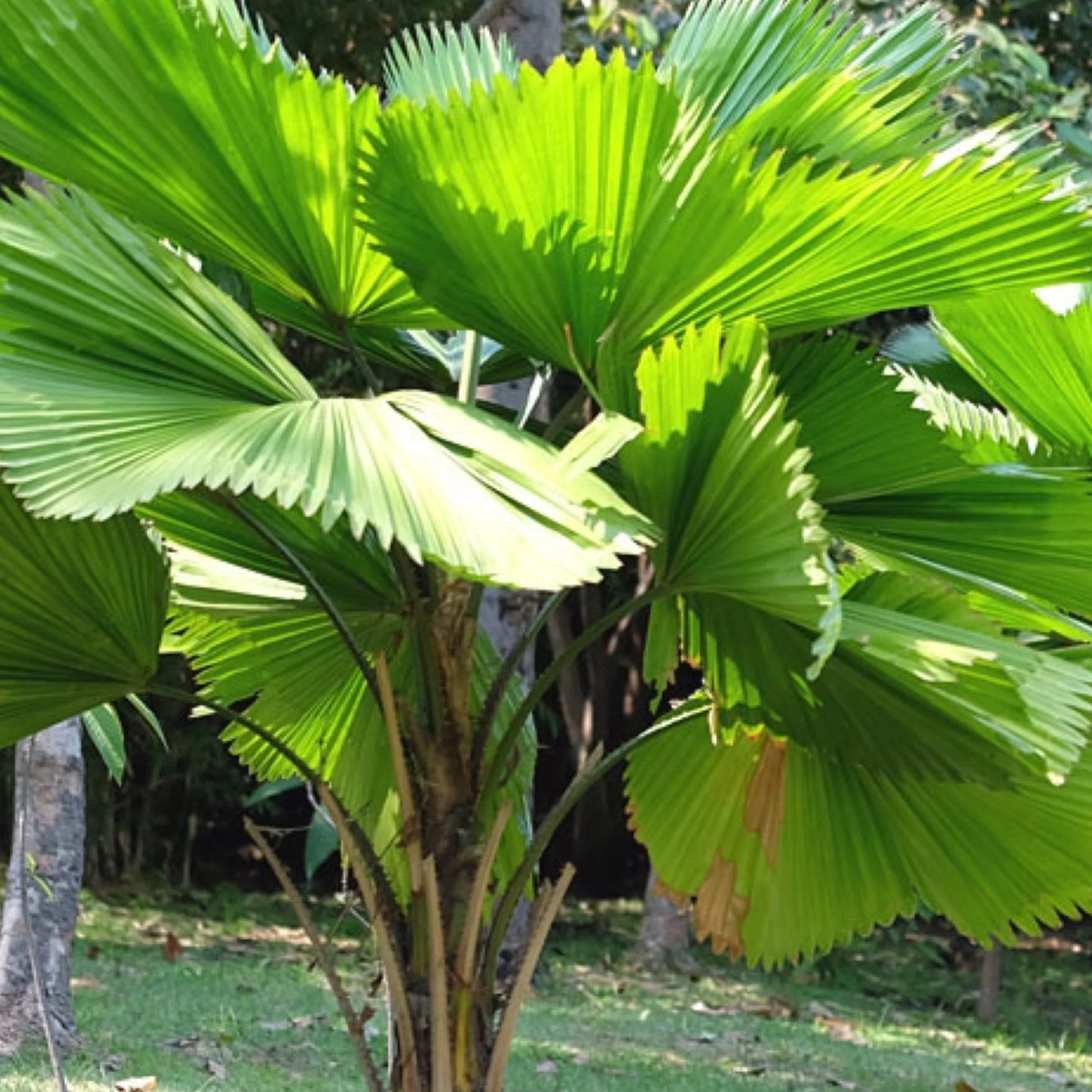 Ruffled Fan Palm (Licuala grandis)