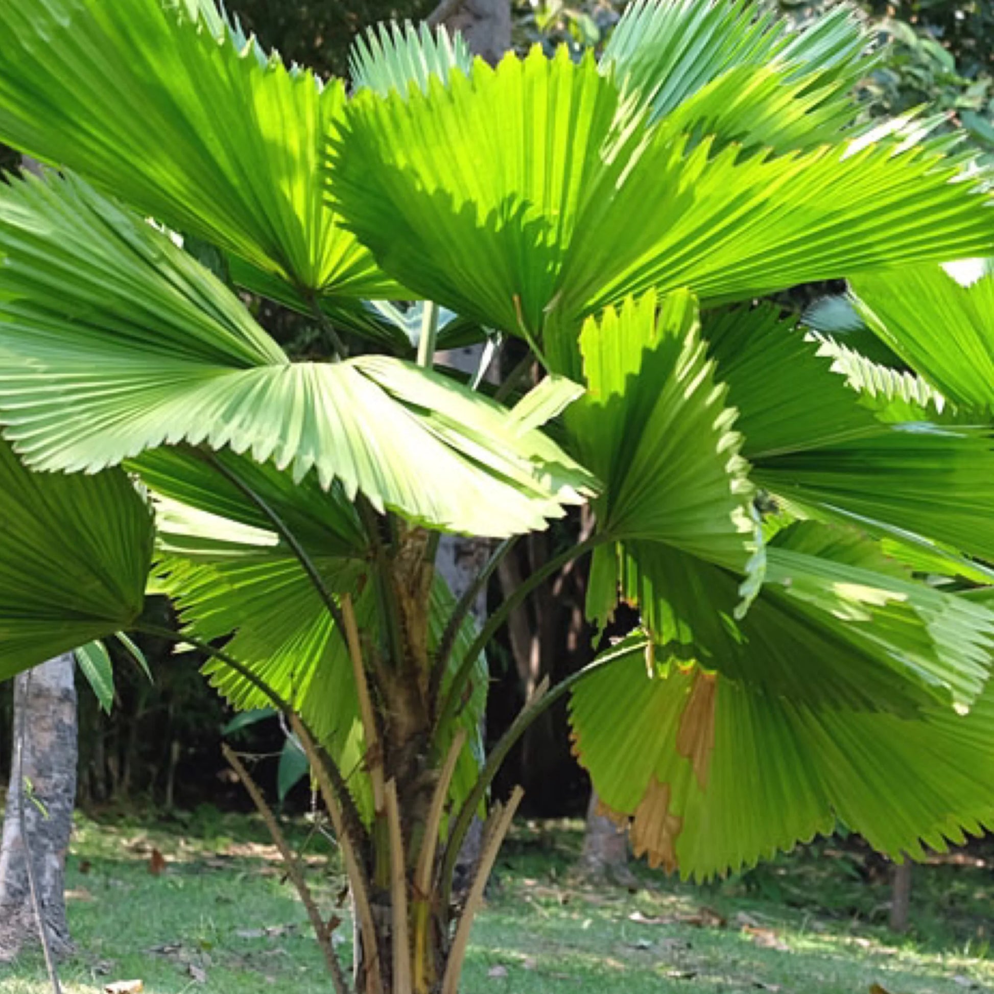 Ruffled Fan Palm (Licuala grandis)