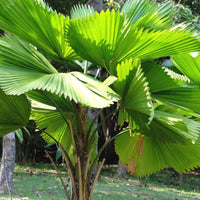 Ruffled Fan Palm (Licuala grandis) 300mm (PICKUP ONLY) - Ladybird Nursery