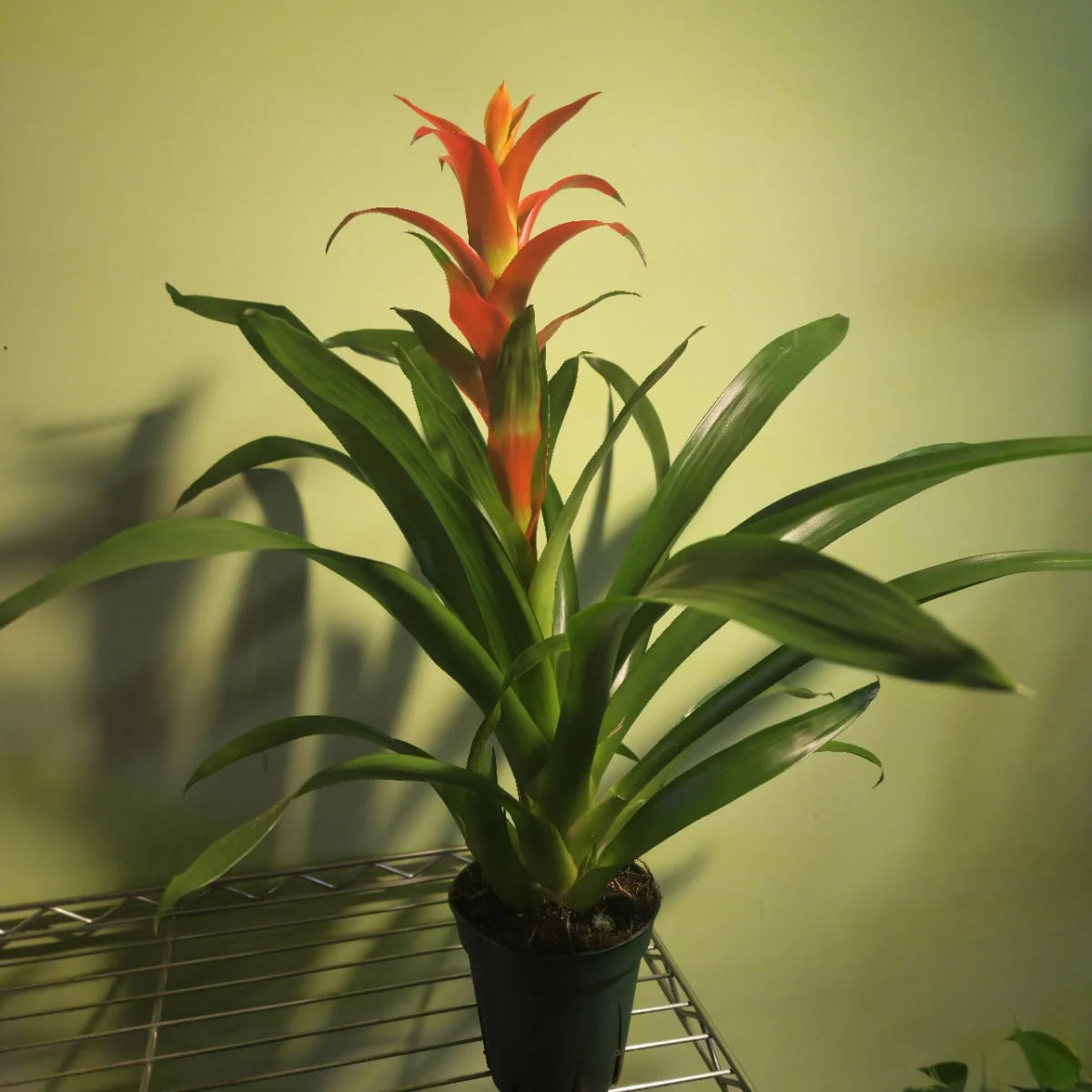 Guzmania spp. Yellow Bromeliad