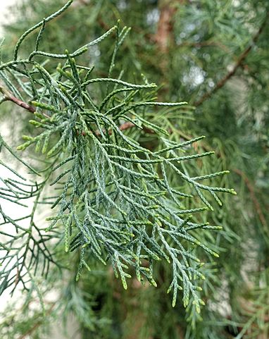 Himalayan Cypress Arctic Green (Cupressus torulosa)