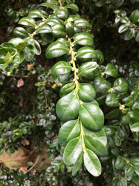 Boxwood Harland Box (Buxus harlandii)