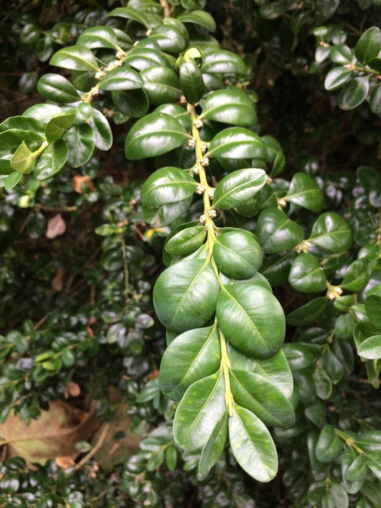 Boxwood Harland Box (Buxus harlandii)