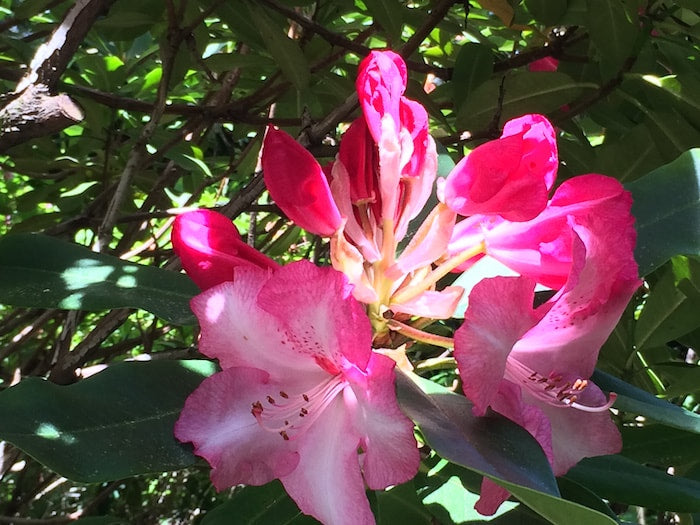 Rhododendron Walloper