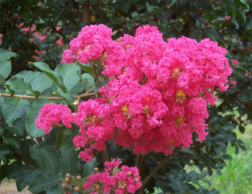 Crepe Myrtle Dwarf Pink (Lagerstroemia indica) - Ladybird Nursery