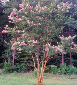 Crepe Myrtle Biloxi (Lagerstroemia)